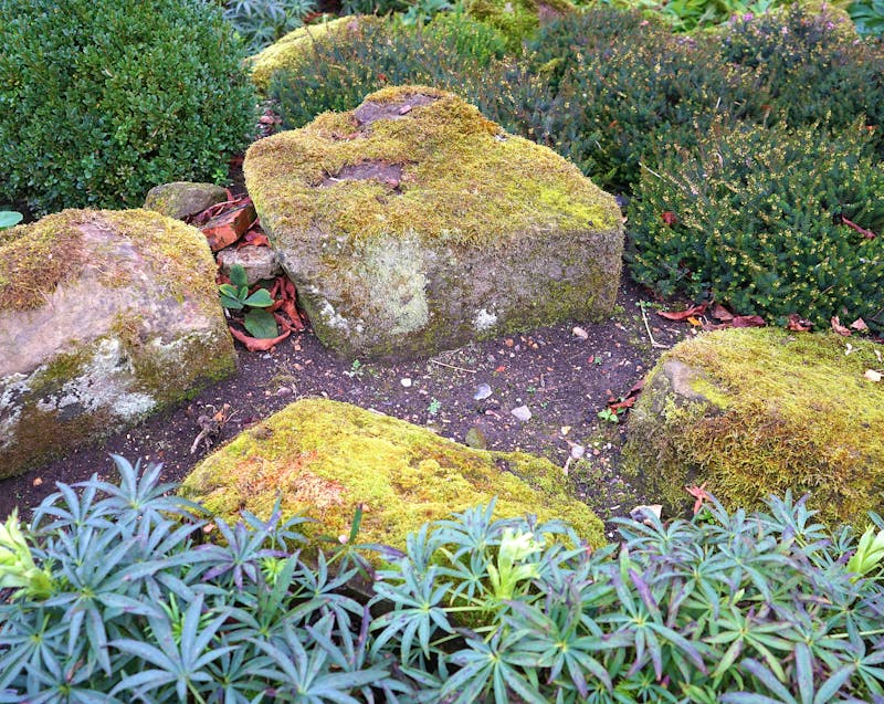 landscaping plants