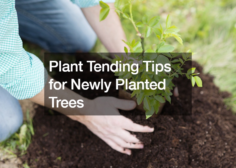 Plant Tending Tips for Newly Planted Trees