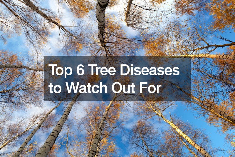 Top 6 Tree Diseases to Watch Out For