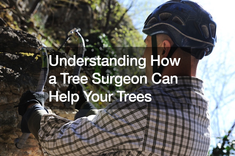 Understanding How a Tree Surgeon Can Help Your Trees