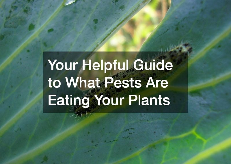 Your Helpful Guide to What Pests Are Eating Your Plants