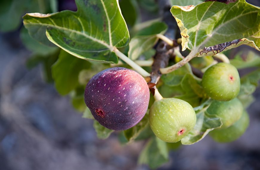 close-up of a fig tree