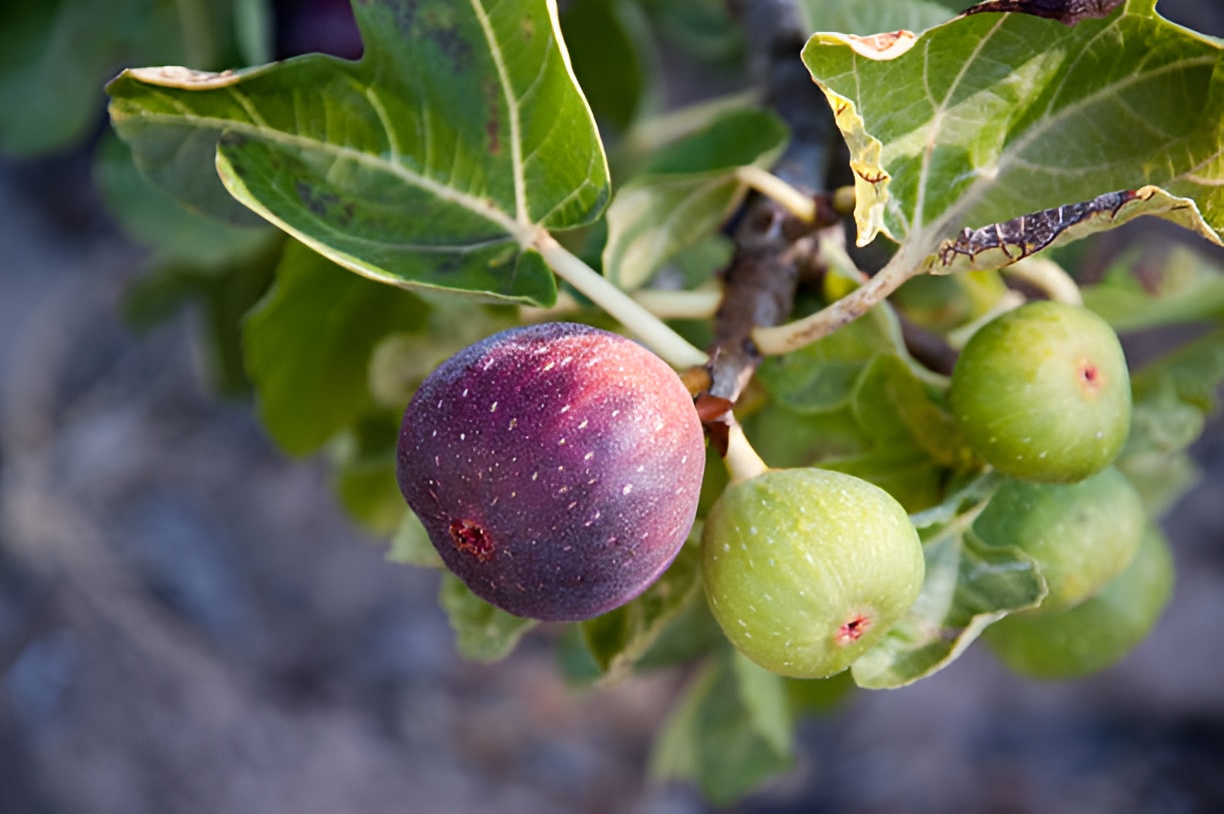 close-up of a fig tree