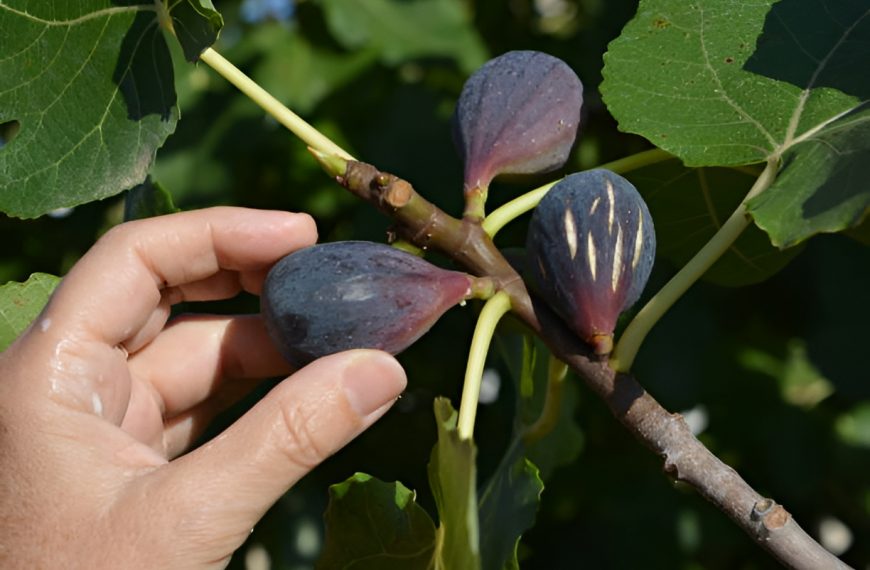 close-up of a hand picking a ripe fig from a tree